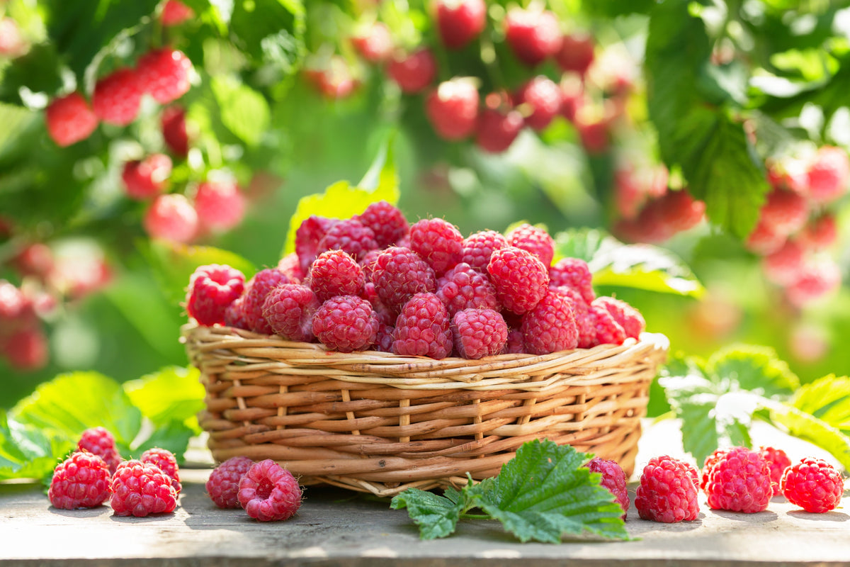 Red Raspberry Seeds – Rubus Idaeus Fruit Bush Vine – photo 7