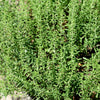 150 Creeping WINTER SAVORY Satureja Montana Herb Pink Flower Seeds