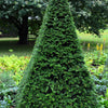 10 ENGLISH YEW Taxus Baccata Tree Shrub Conifer Sun or Shade Red Ornamental Berry Seeds