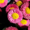 100 MIXED Colors ENGLISH DAISY Bellis Perennis Flower Seeds