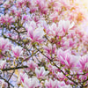 5 SAUCER MAGNOLIA x Soulangeana Denudata & Liliiflora 5 - 10" Pink & White Flower Tulip Tree Seeds