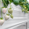 100 WHITE SOUL STRAWBERRY Fragaria Vesca Fruit Flower Berry Seeds
