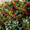 40 ENGLISH HOLLY Ilex Aquifolium aka European Common or Christmas Holly Evergreen Tree Shrub Berry Seeds