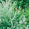 1500 LEMON BALM Melissa Officinalis Lemonbalm Fragrant Herb / Flower Seeds