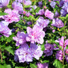 50 Mixed Colors ROSE Of SHARON HIBISCUS Syriacus Flower Tree Bush Seeds Mix