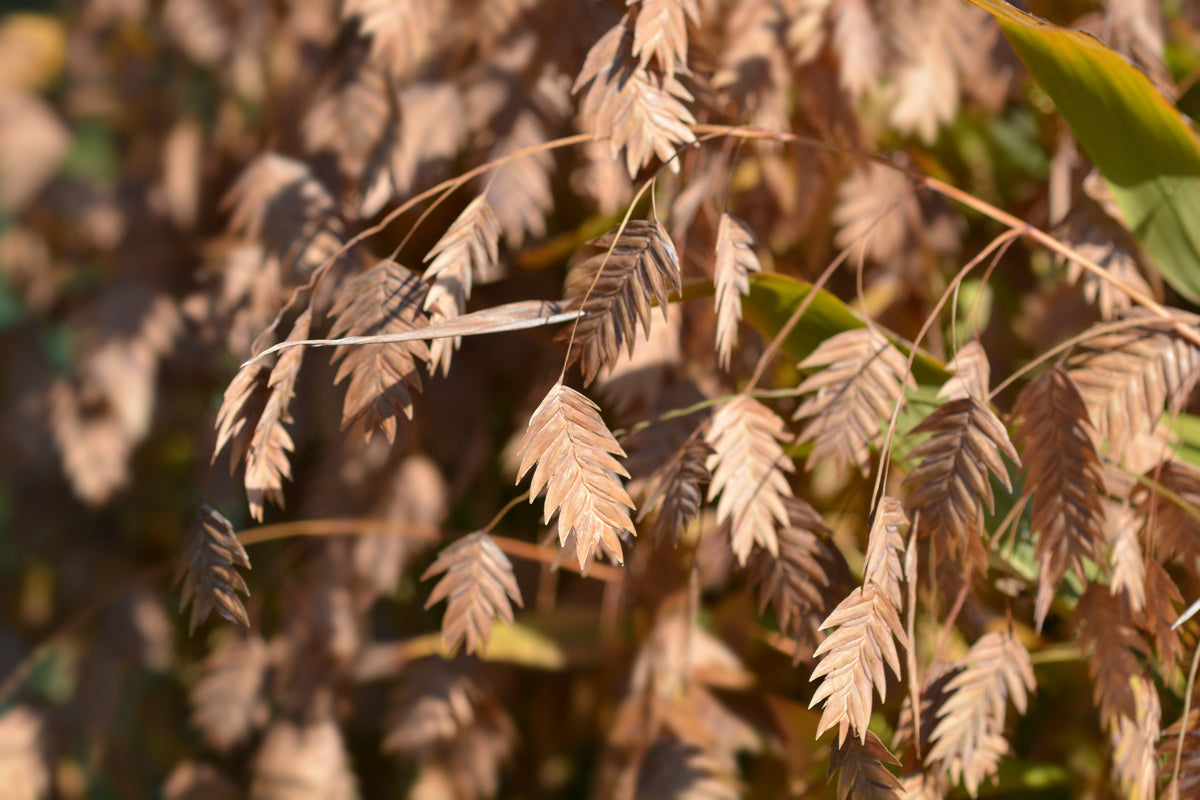 River Oats Seeds – (Northern Sea Oats / Inland Oats) Ornamental Uniola Latifolia Grass