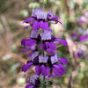500 CHINESE HOUSES Pagodas Collinsia Heterophylla Flower Seeds