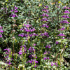 500 CHINESE HOUSES Pagodas Collinsia Heterophylla Flower Seeds