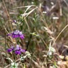 500 CHINESE HOUSES Pagodas Collinsia Heterophylla Flower Seeds