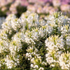 200 WHITE QUEEN CLEOME (Spider Flower) Cleome Hassleriana Cleome Spinosa Flower Seeds