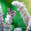 100 Wolly LAMBS EAR Stachys Byzantina Silvery Fuzzy Leaves Purple Flower Seeds
