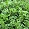 1000 COMMON MUGWORT Artemisia Vulgaris Wild Wormwood Herb Yellow Red Flower Seeds