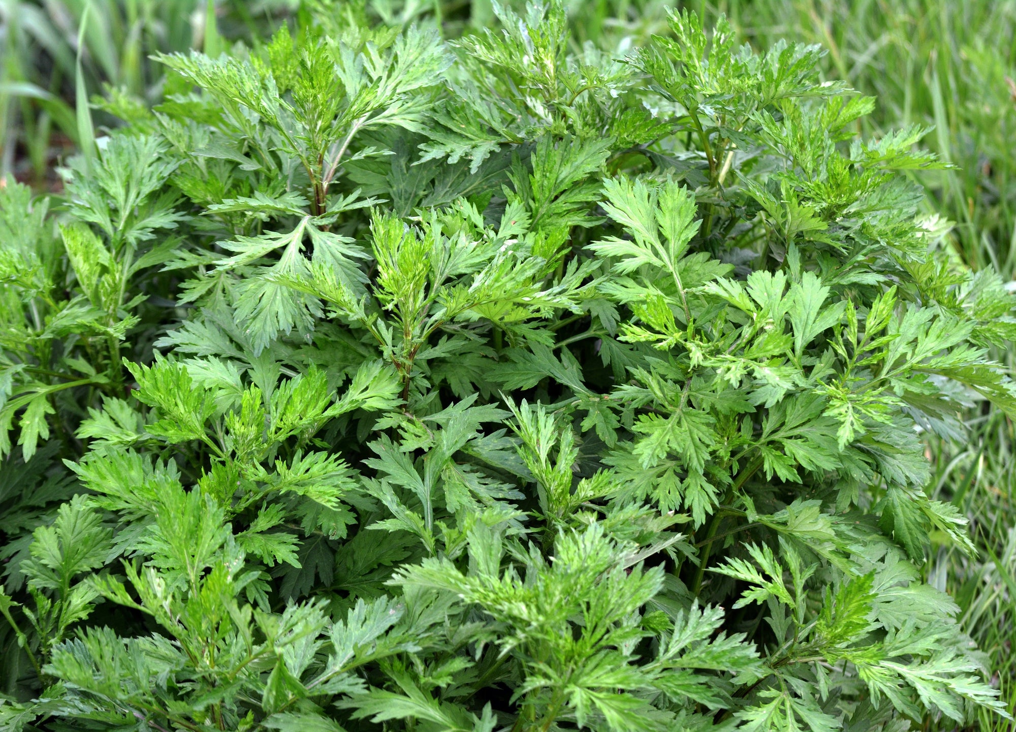 1000 COMMON MUGWORT Artemisia Vulgaris Wild Wormwood Herb Yellow Red Flower Seeds