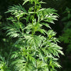 1000 COMMON MUGWORT Artemisia Vulgaris Wild Wormwood Herb Yellow Red Flower Seeds