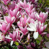 5 LILY MAGNOLIA Flower TREE Pink & Purple Fragrant Tulip Magnol Liliiflora Seeds