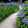 25 BLUE LILY of the NILE Agapanthus Orientalis African Lily Flower Seeds