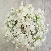 10 WHITE ALLIUM Neapolitanum Flowering or Naples Onion, Neopolitan or Daffodil Garlic Ornamental Flower Seeds