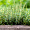 30 ORANGE THYME Orangelo Thymus Vulgaris Fragrantissimus Culinary Herb Seeds