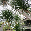 50 CABBAGE PALM / GIANT DRACAENA Australis Cordyline Tree Houseplant Seeds