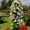 5 WHITE CLIMBING ROSE Rosa Bush Vine Climber Fragrant Butterfly Flower Seeds