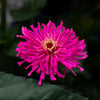 300 Burpeeana Giant Mix CACTUS FLOWERED ZINNIA Elegans Flower Seeds