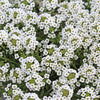 1000 WHITE SWEET ALYSSUM Carpet Of Snow Lobularia Maritima Flower Seeds