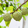 15 SUGAR APPLE Sweetsop Custard Apple Annona Squamosa Sweet Delicious Edible Fruit Tree Seeds