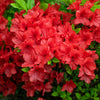 10 RED CUMBERLAND AZALEA Rhododendron Cumberlandense Bush Shrub Flower Seeds