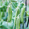 Sugar Ann Pea Seeds – Stringless Sweet Green Snap Pisum Sativum Vegetable – photo 12