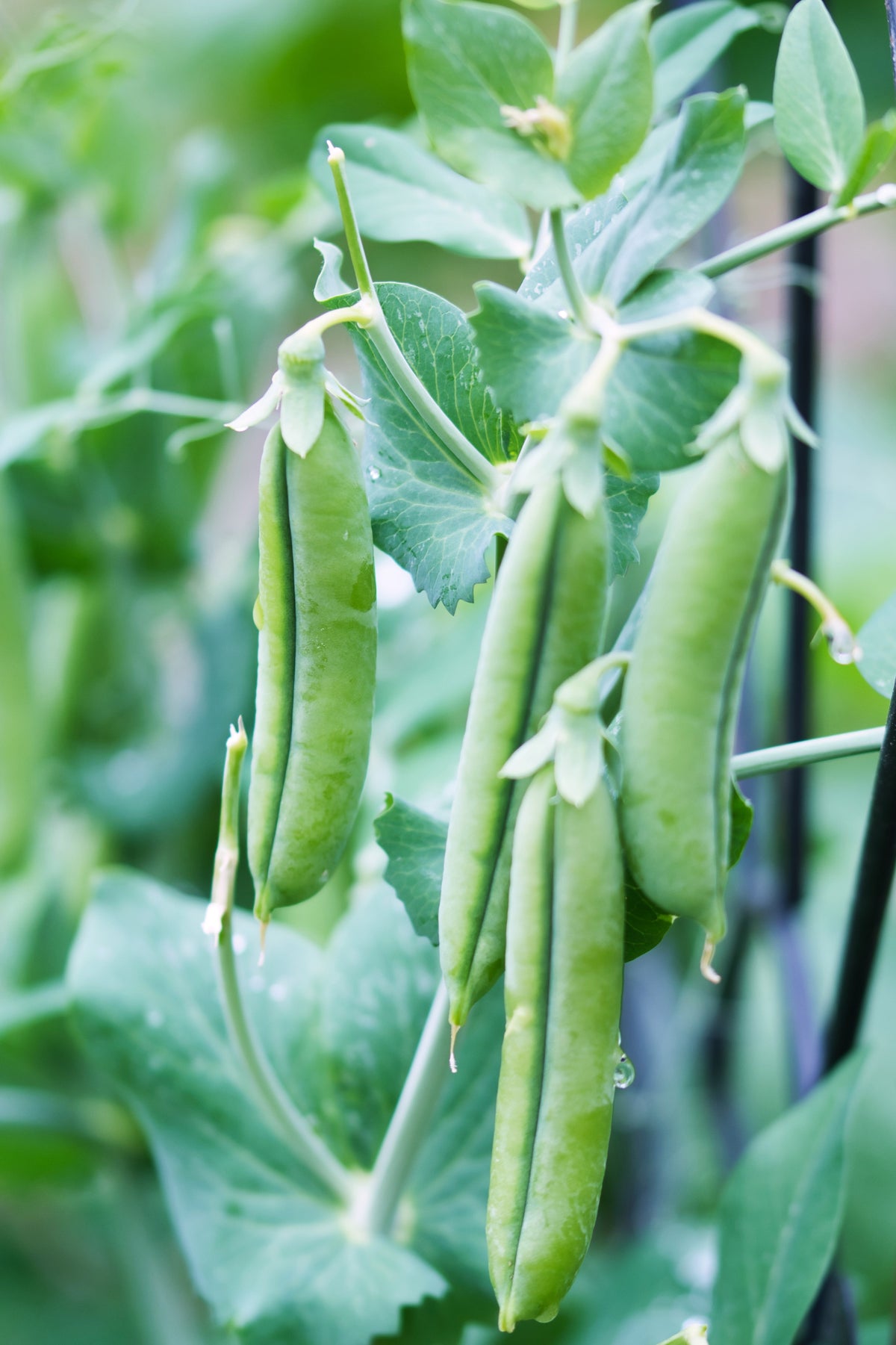 Sugar Ann Pea Seeds – Stringless Sweet Green Snap Pisum Sativum Vegetable – photo 12