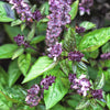 1000 CINNAMON BASIL Ocimum Basilicum HERB Flower Seeds