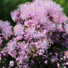 5 COLUMBINE MEADOW RUE Thalictrum Aquilegifolium Purple Pink Flower Seeds