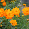 150 ORANGE SULPHUR COSMOS Klondike Sulphureus Seeds