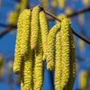 5 EUROPEAN HAZELNUT TREE aka Common Filbert Corylus Avellana Fruit Nut Seeds
