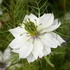 500 White LOVE IN A MIST ( Fennel Flower ) Nigella Damascena Flower Seeds
