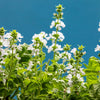 1500 SWEET BASIL Ocimum Basilicum Herb White Flower Seeds