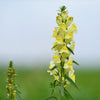 500 BUTTER & EGGS TOADFLAX Linaria Vulgaris Wild Snapdragon Bicolor Yellow Flower Seeds
