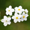 100 Mixed FORGET ME NOT Pink Blue White Mix Myosotis Alpestris Flower Seeds *Flat Shipping