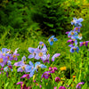 10 MIXED HIMALAYAN POPPY Blue Red Violet Meconopsis Napaulensis Mix Flower Seeds