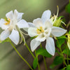 25 CRYSTAL STAR White COLUMBINE Aquilegia Caerulea Flower Seeds