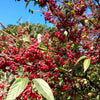 50 RED CHOKEBERRY Aronia Arbutifolia White Flower Fruit Shrub Seeds