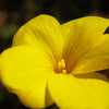 500 Organic GOLDEN FLAX Yellow Linseed Common Linum Flavum Flower Seeds