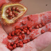 100 ANNATTO TREE Lipstick Plant Bixa Orellana Seeds