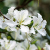 10 WHITE ORCHID TREE Bauhinia Alba syn Variegata Candida Hawaiian Mountain Ebony Camel's Foot Butterfly Flower Tree Hummingbird Seed