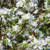10 WHITE ORCHID TREE Bauhinia Alba syn Variegata Candida Hawaiian Mountain Ebony Camel's Foot Butterfly Flower Tree Hummingbird Seed