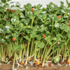 1000 BROWN MUSTARD Brassica Juncea Vegetable Herb Seeds