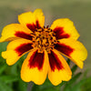 400 Dainty MARIETTA FRENCH MARIGOLD Tagetes Patula Red & Yellow Flower Seeds