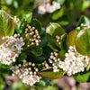 50 BLACK CHOKEBERRY Aronia Melanocarpa White Flower Fruit Shrub Seeds
