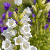 200 White CANTERBURY BELLS - CAMPANULA Medium Flower Seeds
