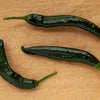 Pasilla Bajio Pepper Seeds – Mexican Chile Negro Capsicum Annuum Vegetable – photo 2